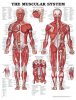Muscular System Chart (soft and hard lamination)