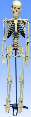 Skeleton MINI - Click Image to Close